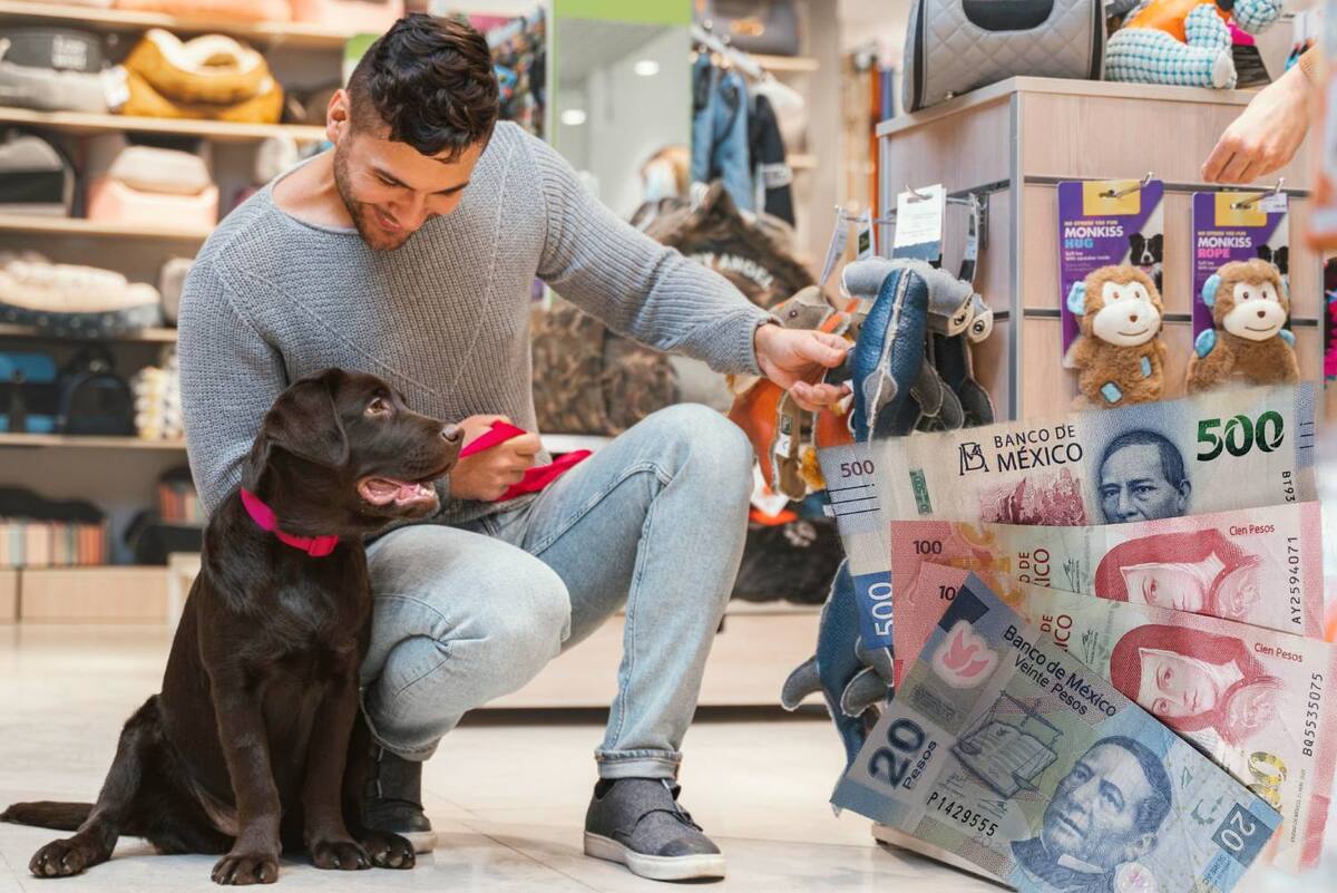 Según la Condusef, antes de adoptar a una mascota, es importante considerar los gastos que su atención implican