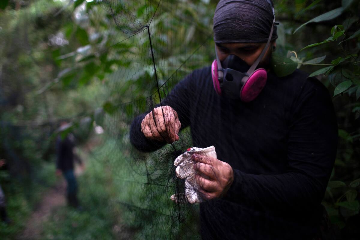 Un investigador del centro estatal brasileño Instituto Fiocruz prepara una red para capturar murciélagos, en el Bosque Atlántico, en el parque estatal de Pedra Branca, cerca de Río de Janeiro, el martes 17 de noviembre de 2020. Los científicos investigan los misterios del sistema inmune de los murciélagos e investigan estrategias para minimizar el contacto entre humanos y animales domésticos con murciélagos y otros animales salvajes. (AP Foto/Silvia Izquierdo)