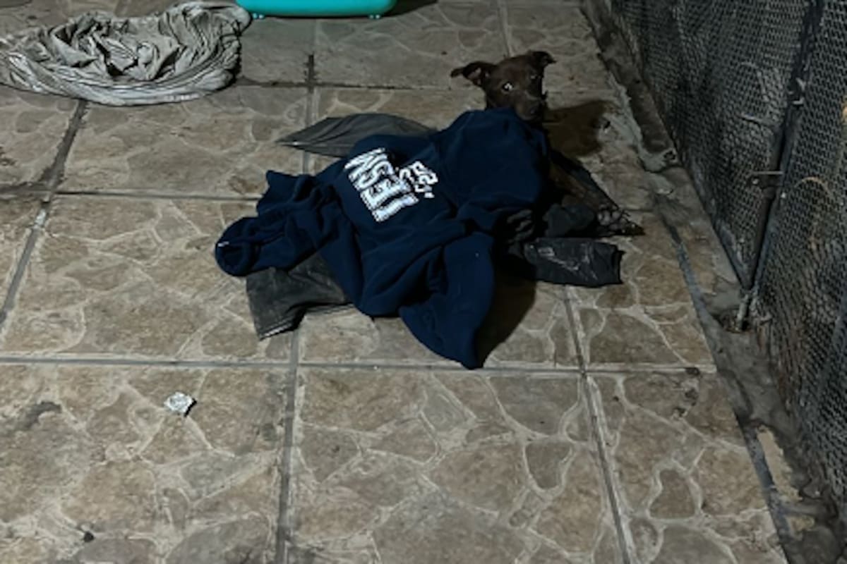 Rescatan a perro en estado crítico tras cateo en Valle del Pedregal
