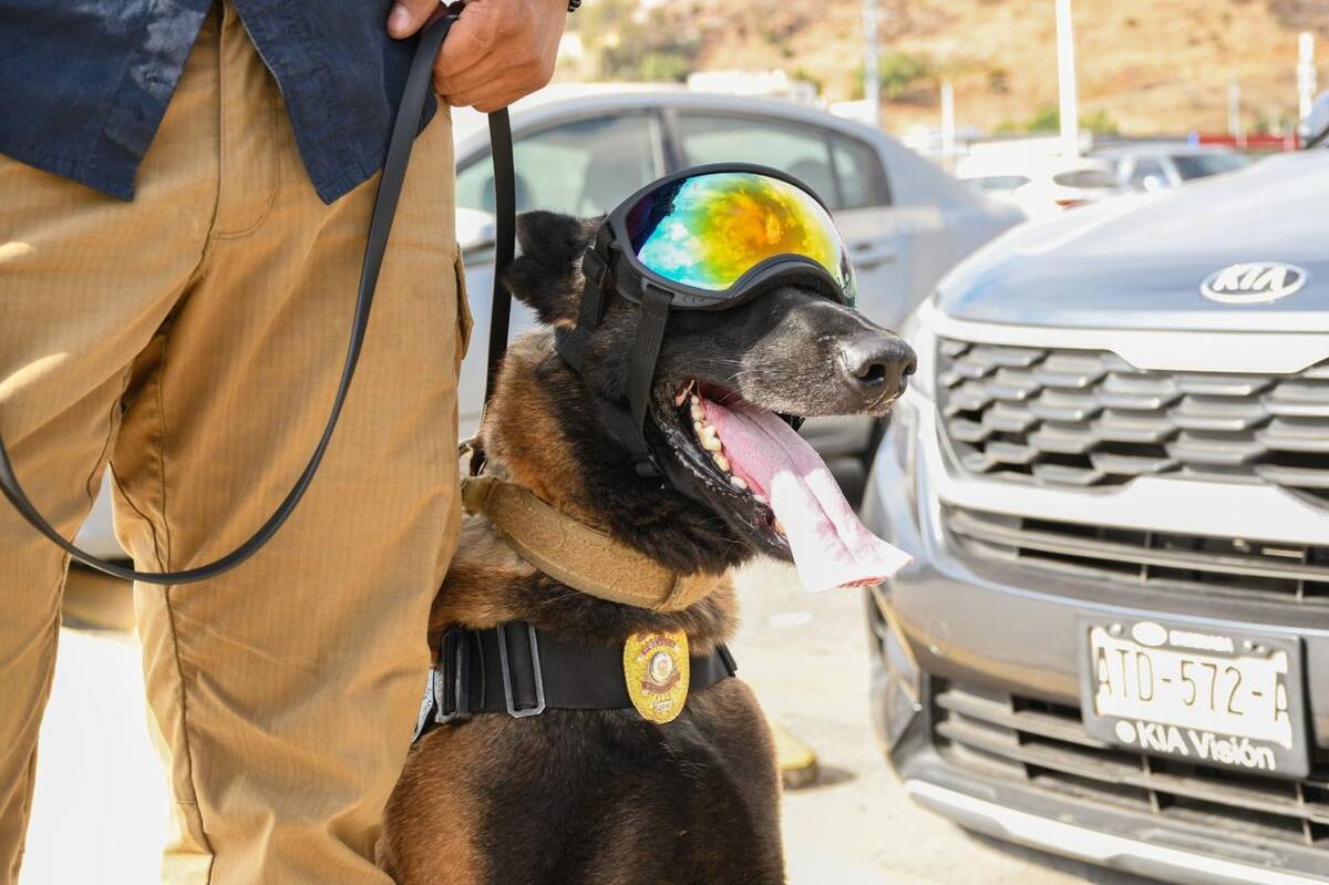 Desde su creación en 2015, la Unidad K-9 ha sido un pilar en investigaciones y operaciones contra la delincuencia.