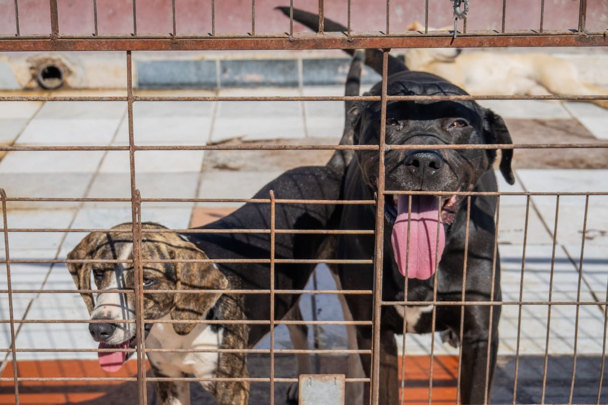Fundado hace ocho años por Aide Guadalupe Enríquez López, el espacio se encuentra en su máxima capacidad y llama a la comunidad a apoyar con adopciones responsables o donaciones. Foto: Border Zoom