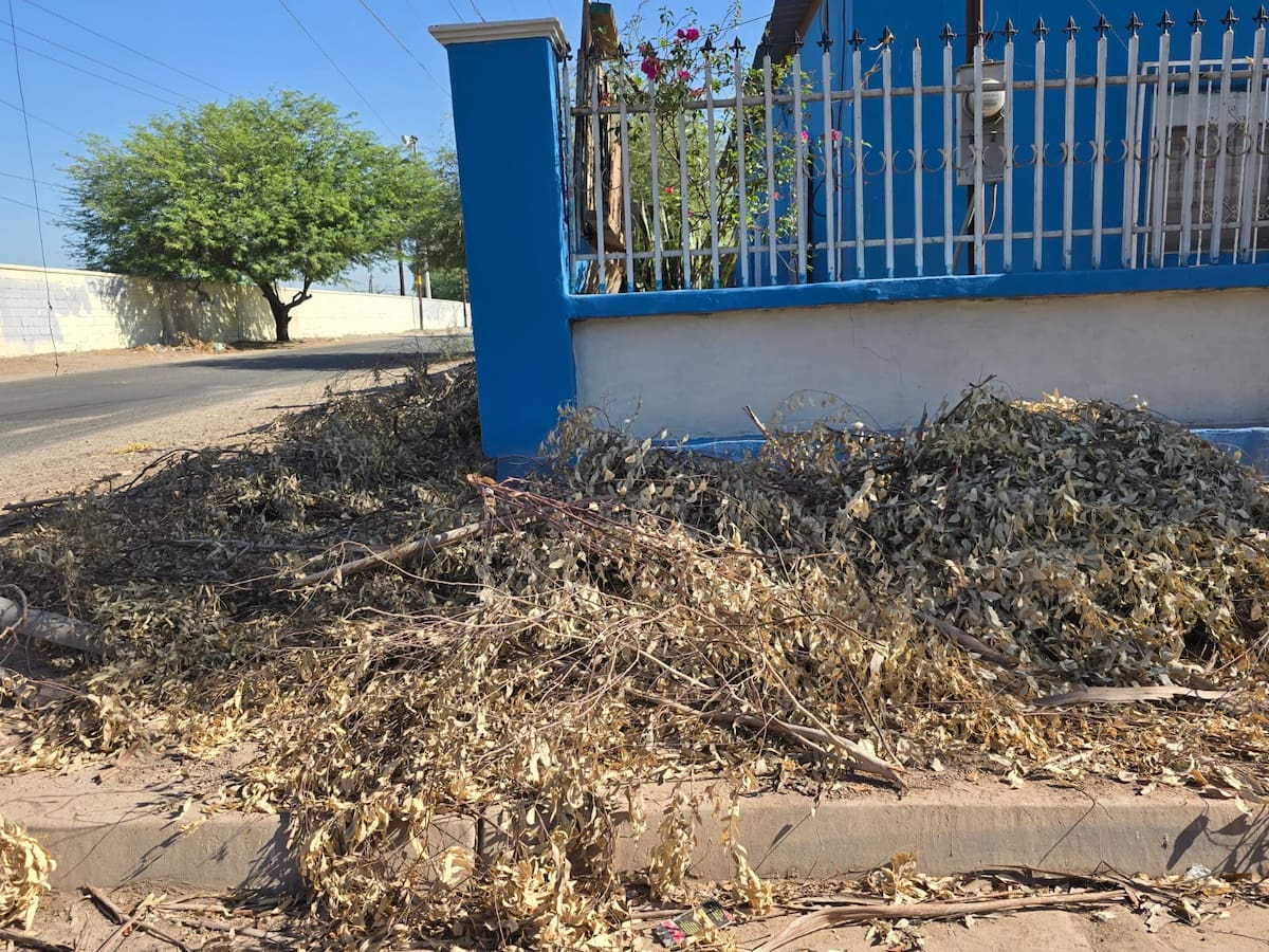 Después de una semana de que se cortaron las ramas de varios árboles sobre la calle 6ª y Río Grijalva por parte de personal de la CFE, estas siguen tiradas sobre la banqueta, ya secas, sin que el Ayuntamiento o la paraestatal las recojan.
Desde hace varias semanas se ha estado talando la copa de los árboles que llegan a tocar el tendido eléctrico, pues se menciona que podrían ser una de las causas de las fallas eléctricas en la ciudad. Foto: Javier Gallegos.