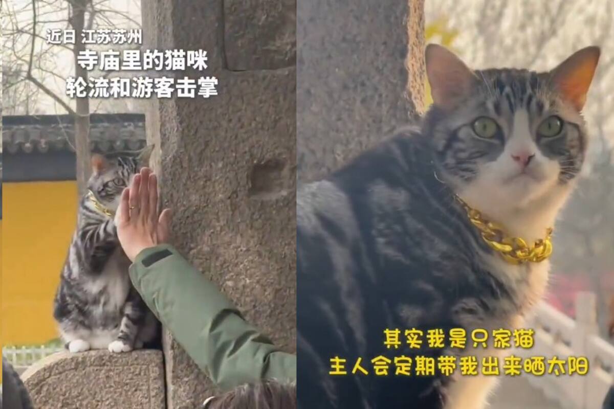 VIDEO: Gato ‘choca los cinco’ con turistas y se vuelve sensación en templo chino