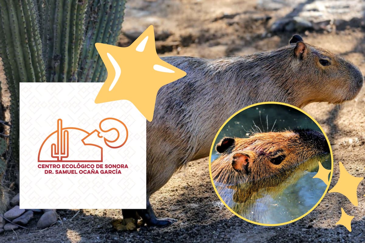 El Capibara se convierte en la estrella del momento en el Centro Ecológico de Sonora