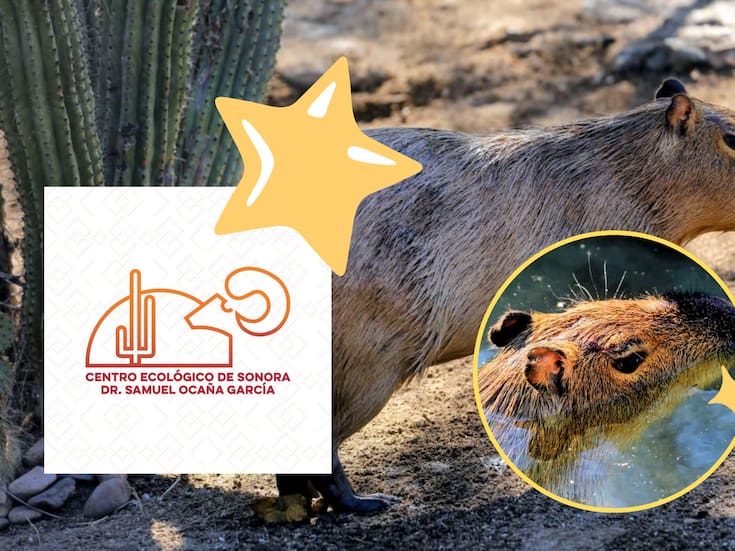 El Capibara se convierte en la estrella del momento en el Centro Ecológico de Sonora