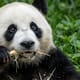 Xin Xin cumple 36 años; Chapultepec prepara gran celebración