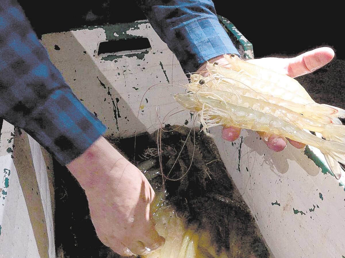 El camarón que se produce en Sonora es de alta calidad y sabor.