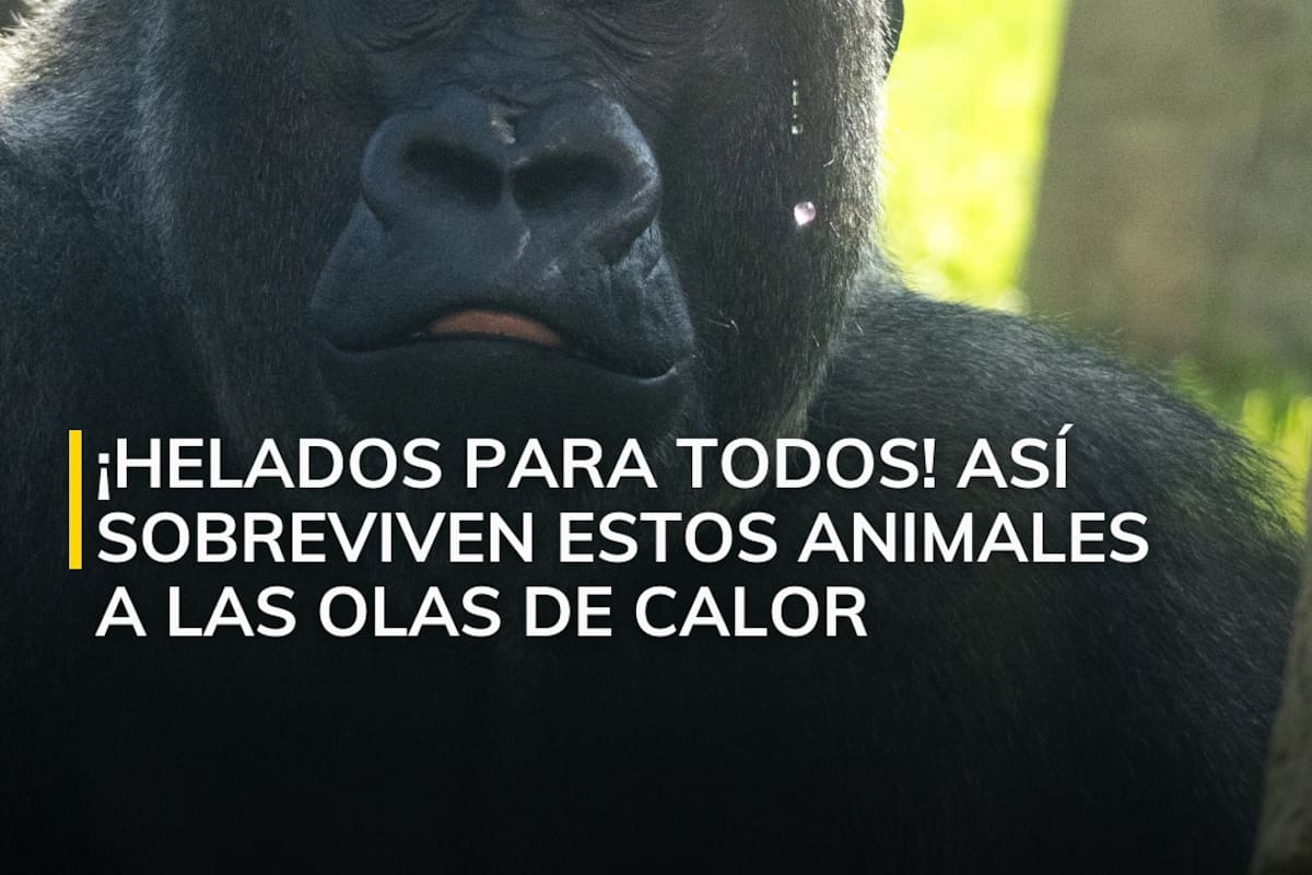 NatGeo da a conocer divertidas imágenes de cómo el Zoológico de Valencia lidió con el calor que afectaba a sus animales
