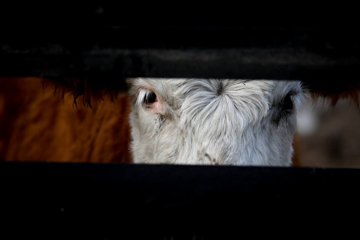 Una vaca, en el "Santuario Salvajes", una finca de dos hectáreas en La Plata, Argentina, el 26 de agosto de 2019. Los consumidores de carne se ven amenazados por el aumento del vegetarianismo y el veganismo entre los argentinos, especialmente entre los jóvenes y millennials, y por la creciente militancia de los activistas. (AP Foto/Natacha Pisarenko)