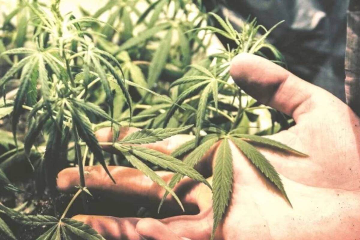 Incluyen mariguana en PND de AMLO