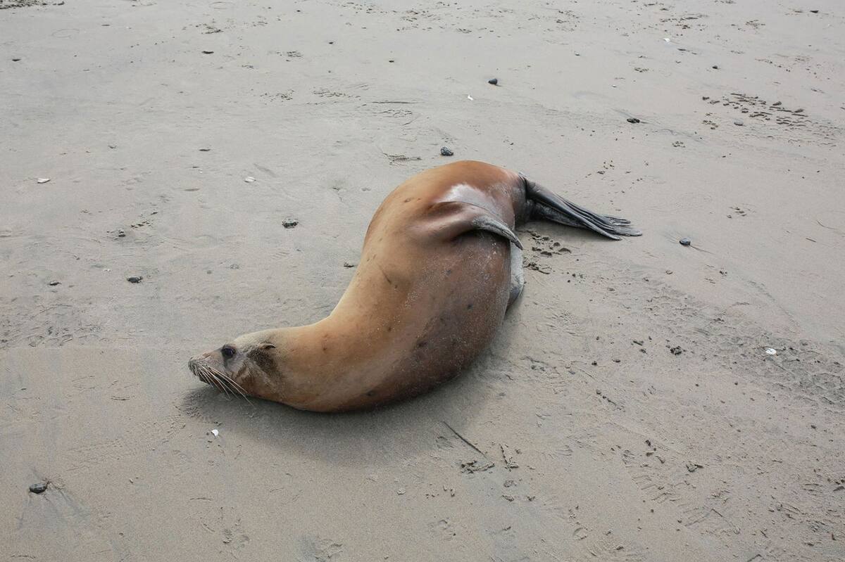 La presencia de focas no es propia de Rosarito ya que también en Playas de Tijuana y hasta San Diego, en California, se ha presentado la misma situación.