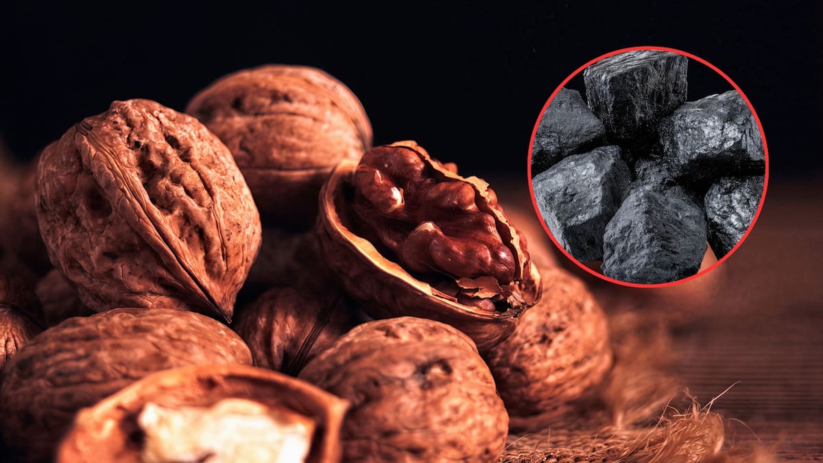 Productores de Chihuahua desarrollaron carbón ecológico a partir de cáscara de nuez y lo llevarán a Foodex 2026 en Japón tras consolidar exportaciones a Estados Unidos y presencia en siete estados