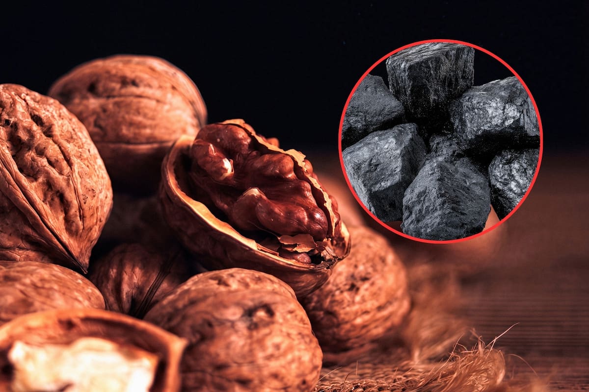 Productores de Chihuahua desarrollaron carbón ecológico a partir de cáscara de nuez y lo llevarán a Foodex 2026 en Japón tras consolidar exportaciones a Estados Unidos y presencia en siete estados