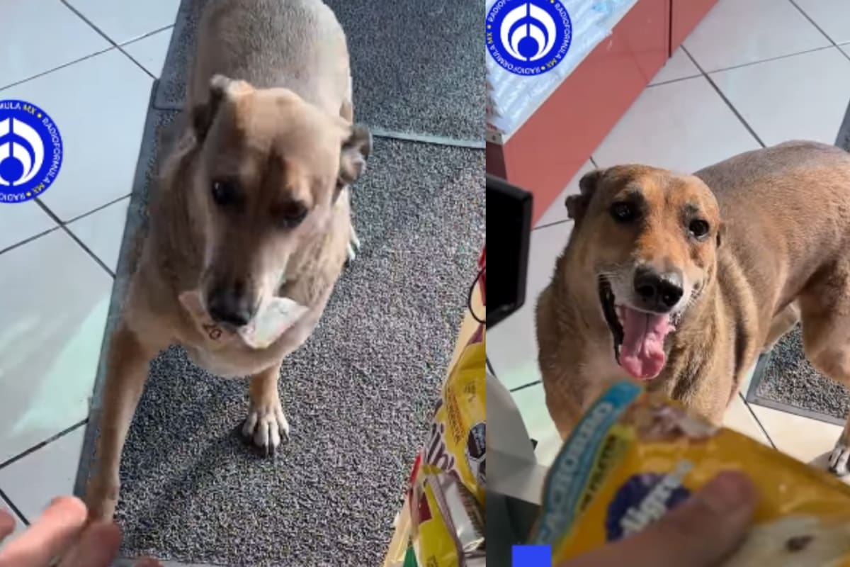 “¿Y su cambio?” Lomito se vuelve viral por ir completamente solo a comprar su propia comida
