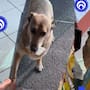 “¿Y su cambio?” Lomito se vuelve viral por ir completamente solo a comprar su propia comida