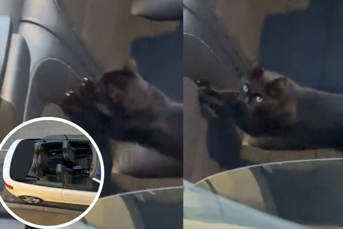 Gato captura la atención de TikTok al ser grabado arañando un los asientos de un convertible (VIDEO)