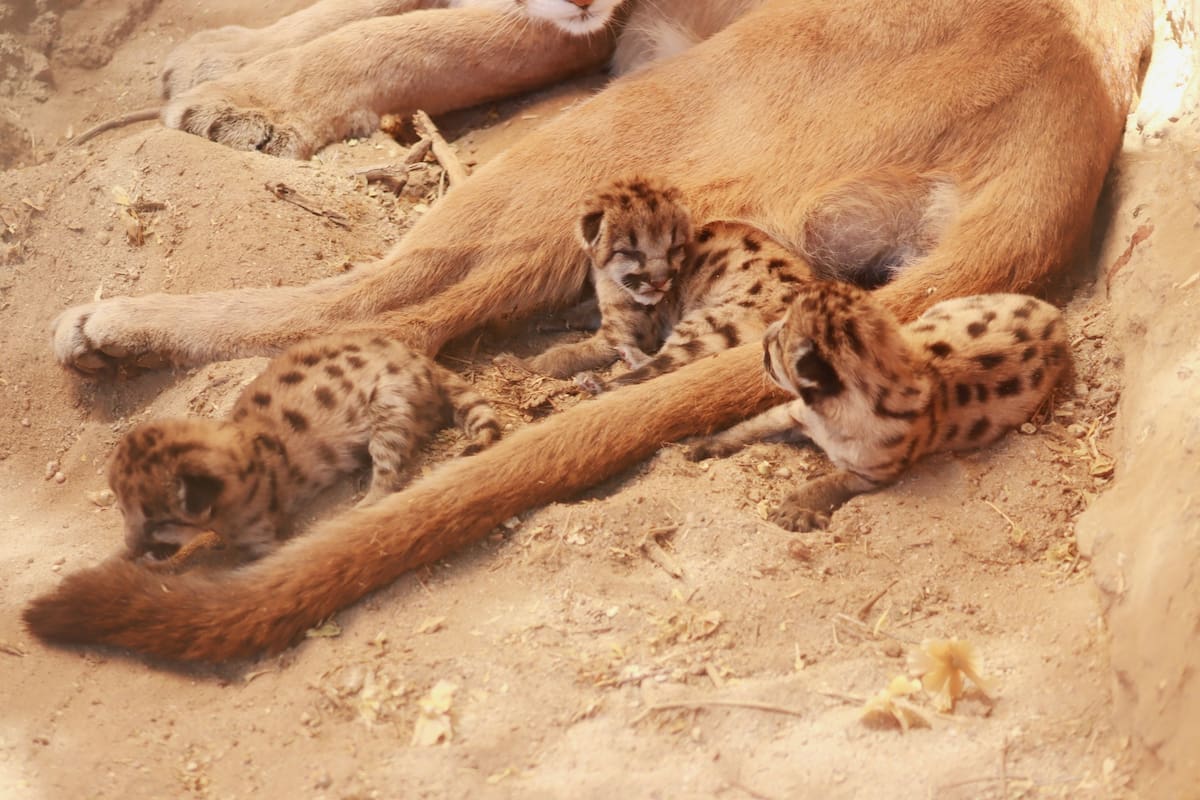 Las nuevas crías de puma nacieron en el Centro Ecológico de Sonora y permanecen bajo supervisión especializada. FOTO: ESPECIAL