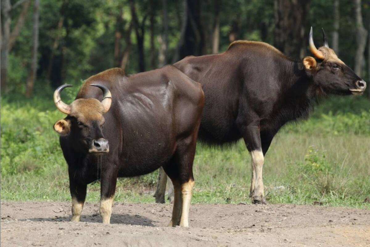 Zoológico congelado, una esperanza científica para salvar a las especies animales en peligro de extinción