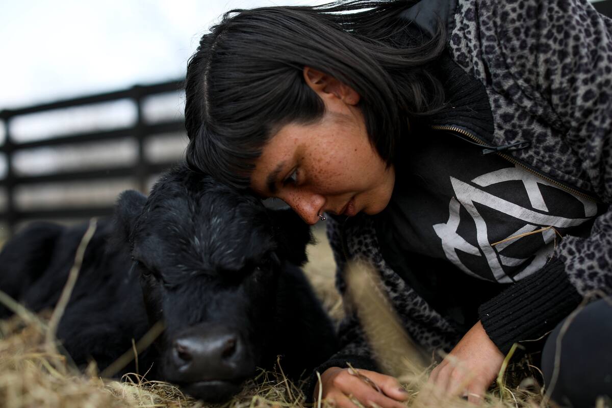 La activista por los derechos de los animales Melisa Lobo acerca su cabeza a la de Apollo, un ternero de apenas unas semanas, en su "Santuario Salvajes", una finca de dos hectáreas en La Plata, Argentina, el 26 de agosto de 2019. “En un santuario los animales viven toda su vida”, explicó la activista vegana de 28 años, que llama por su nombre a cada uno de los 300 animales que aloja excepto a las gallinas “porque son muy iguales”. (AP Foto/Natacha Pisarenko)