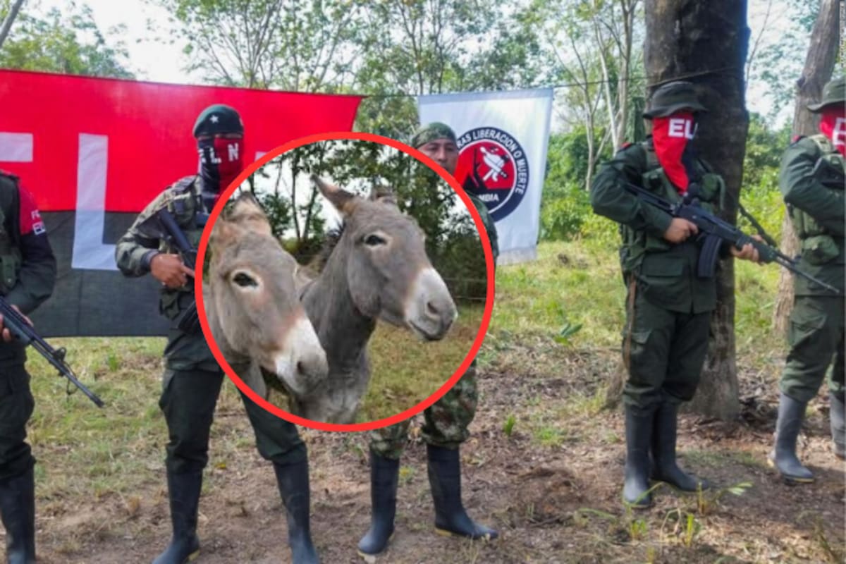 Atentado con mula cargada de explosivos deja militar muerto y dos heridos en Colombia