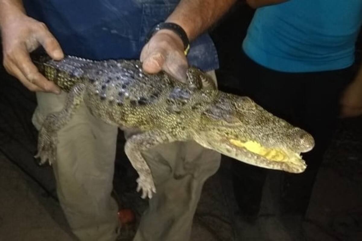 Capturan sin vida a un cocodrilo en dren del valle de Mexicali