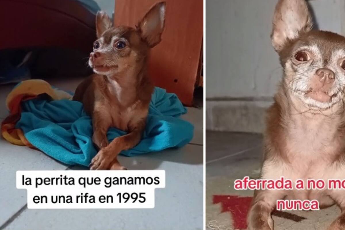 “Aferrada a no morir”: Tiktoker presume perrita que ganó en una rifa en 1995 | Video