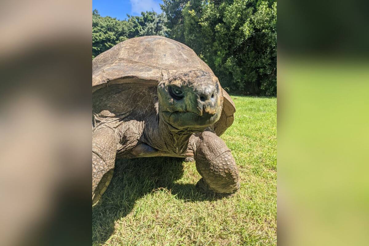 Desmienten muerte de Jonathan, la tortuga más longeva del mundo, y confirman que sigue viva a sus 193 años tras rumores virales en redes