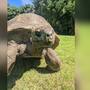 Desmienten muerte de Jonathan, la tortuga más longeva del mundo, y confirman que sigue viva a sus 193 años tras rumores virales en redes