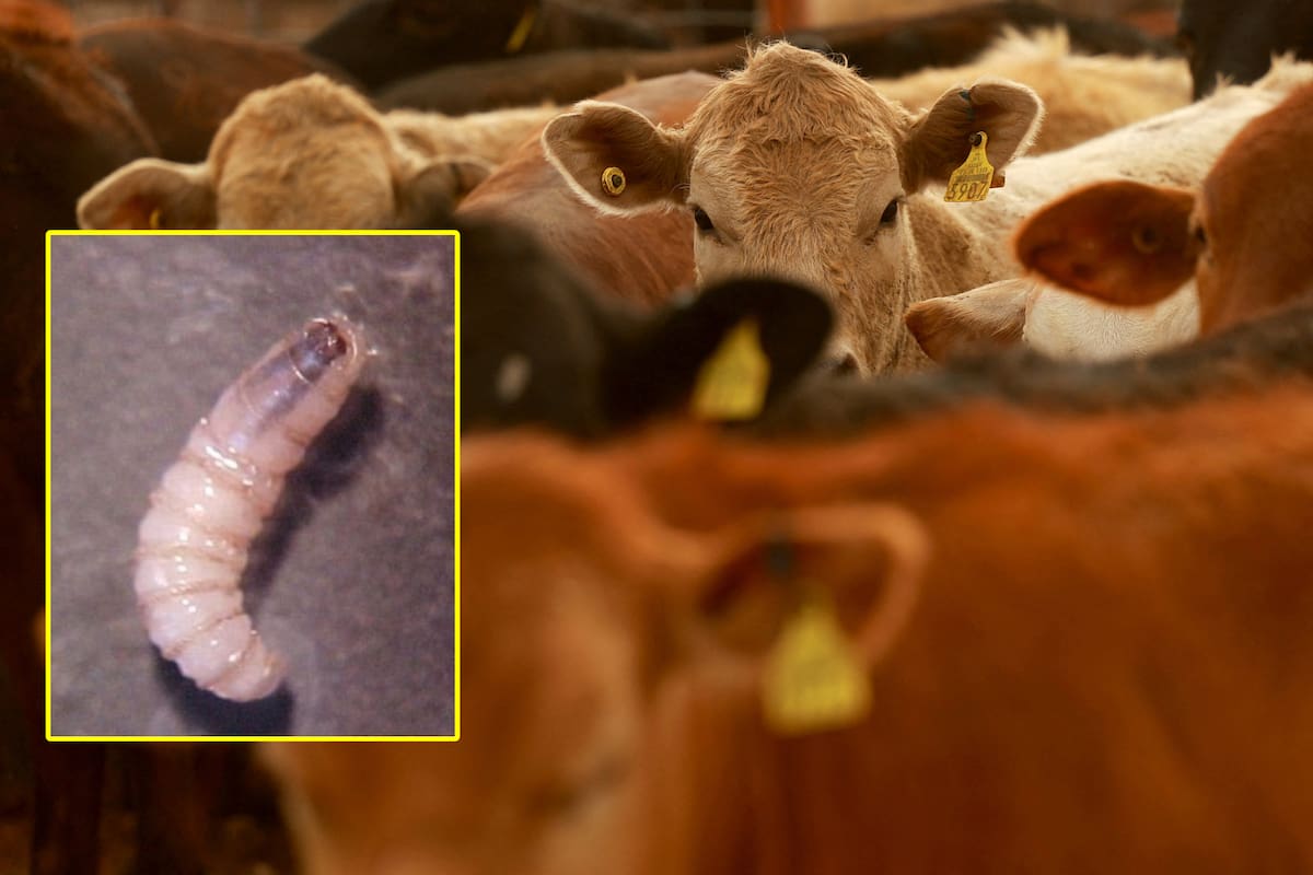 El USDA podría levantar la prohibición de importar ganado de México a finales de año, según declaró Rosemary Sifford, veterinaria jefe del USDA.