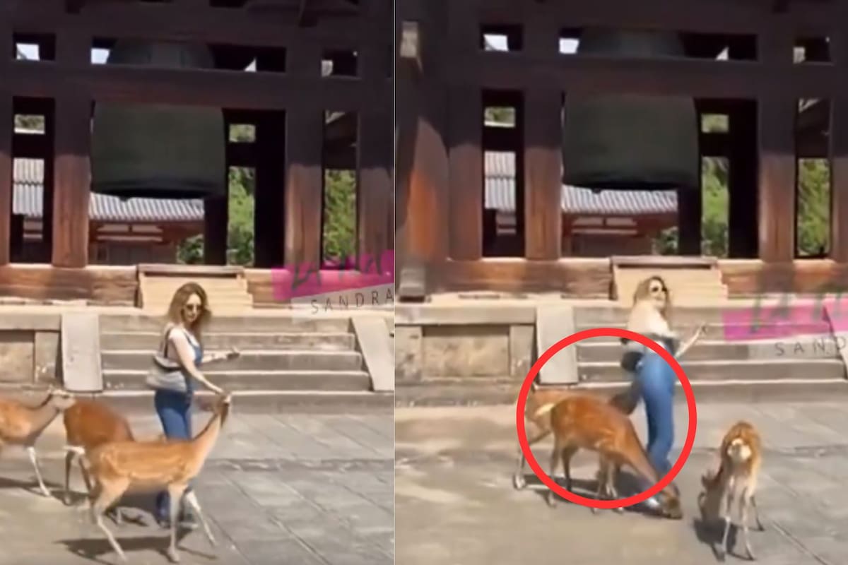 Venado muerde a Geraldine Bazán en la nalga durante su viaje a Japón