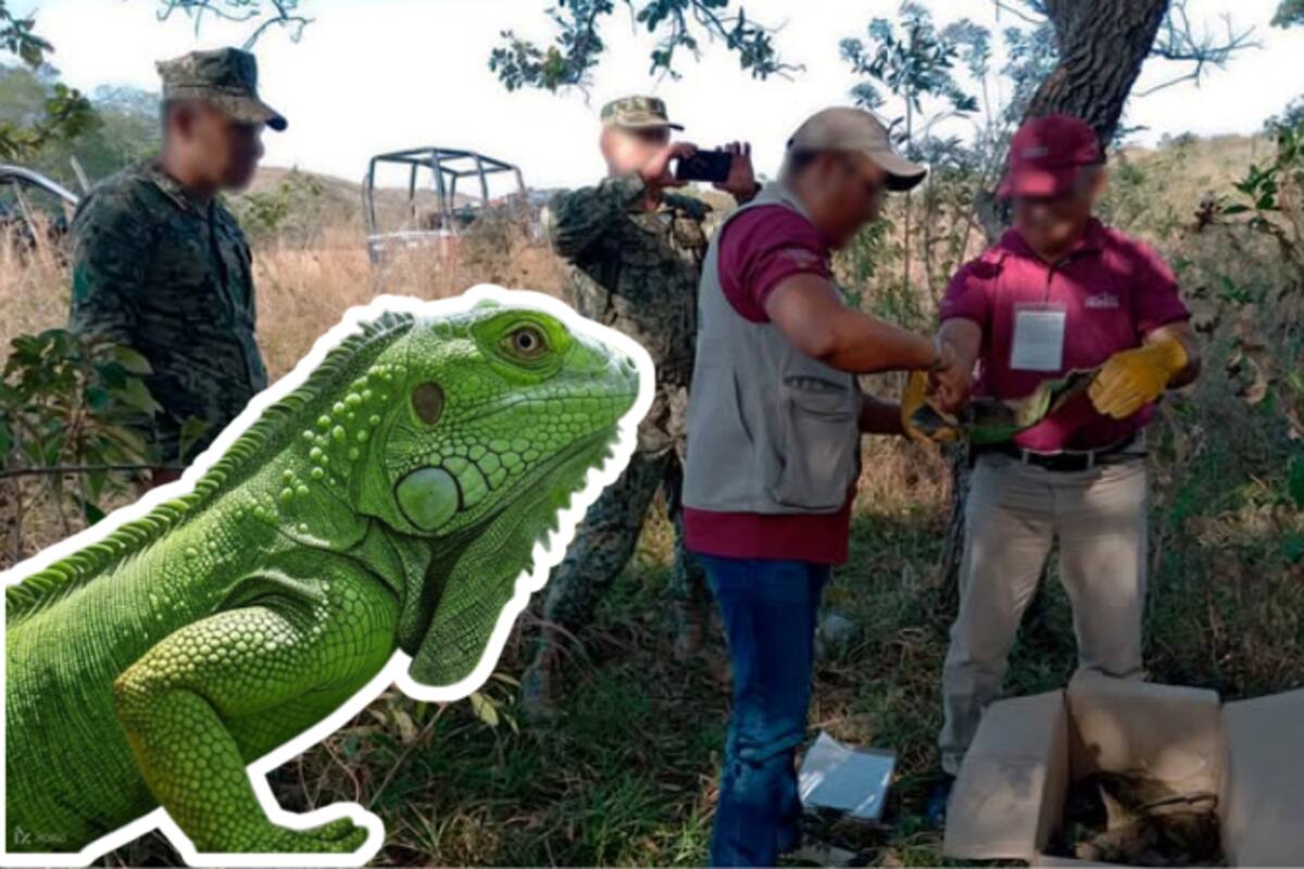 Rescatan y liberan a 69 iguanas verdes en Matías Romero, Oaxaca