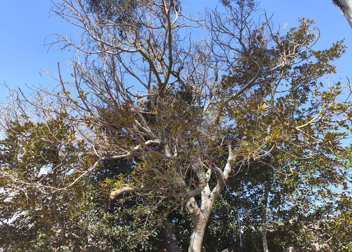 De acuerdo con autoridades, el plan es intervenirlo lo menos posible el árbol de hule.
