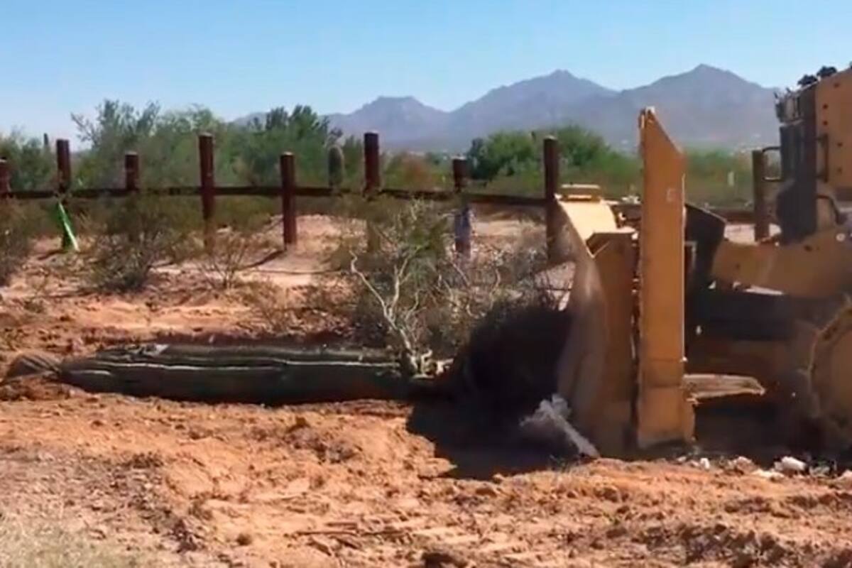 "Tragedia ecológica": Majestuosos saguaros del desierto de Arizona arrancados para construir el muro de Tump