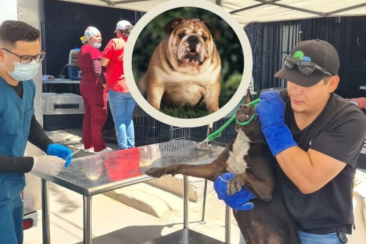 Omite Secretaría de Salud esterilización de caninos “pesados”