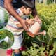 Por qué no debes regar tus plantas a las 3 de la tarde