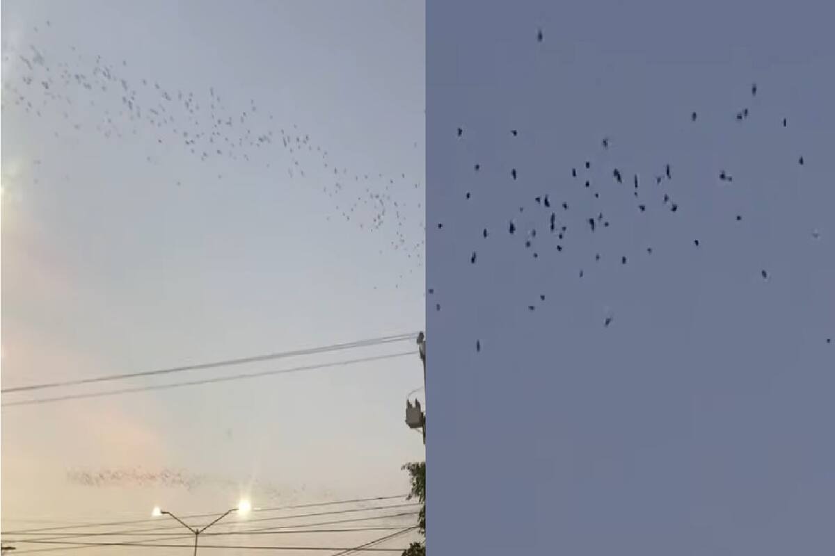 VIDEO: Miles de murciélagos invaden el cielo de Culiacán y el video se vuelve viral en redes