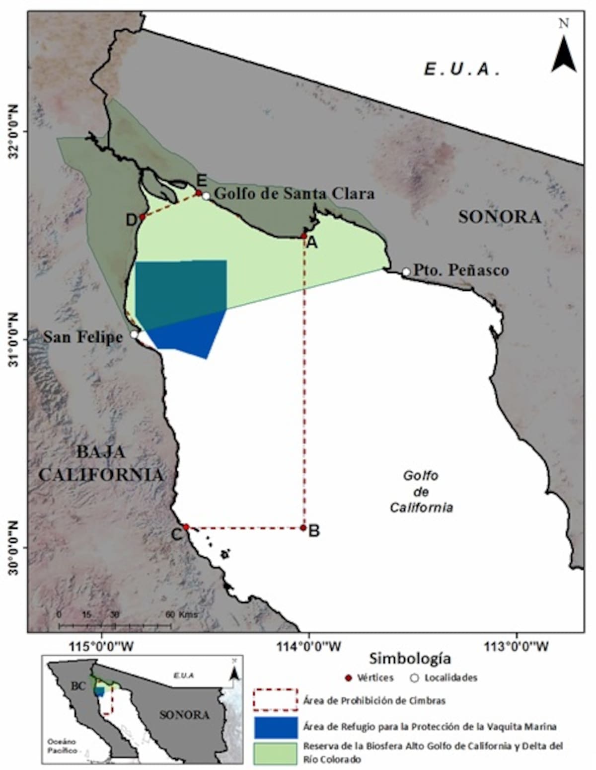 Científicos advierten que la medida pondría al borde de la extinción a la especie marina más amenazada del planeta, de la que podrían quedar apenas entre siete y diez ejemplares. Foto: Cortesía