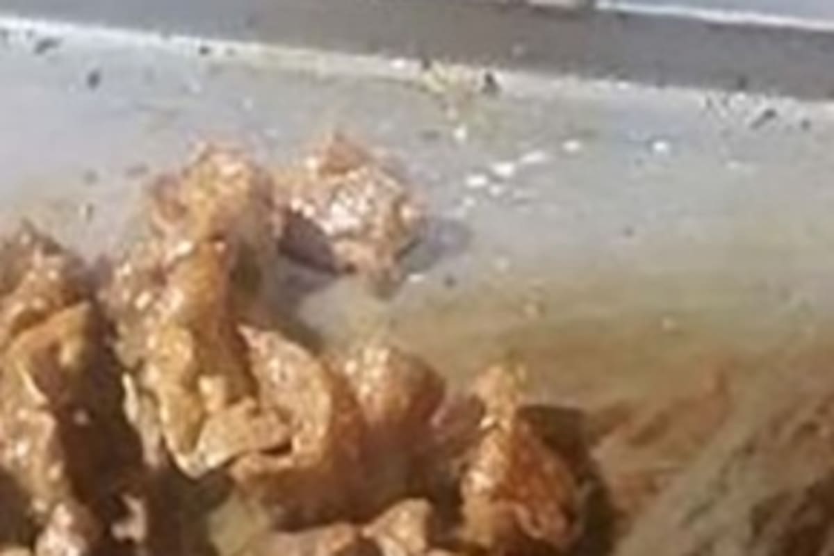 Perrito sin hogar busca comida en restaurante y se hace viral