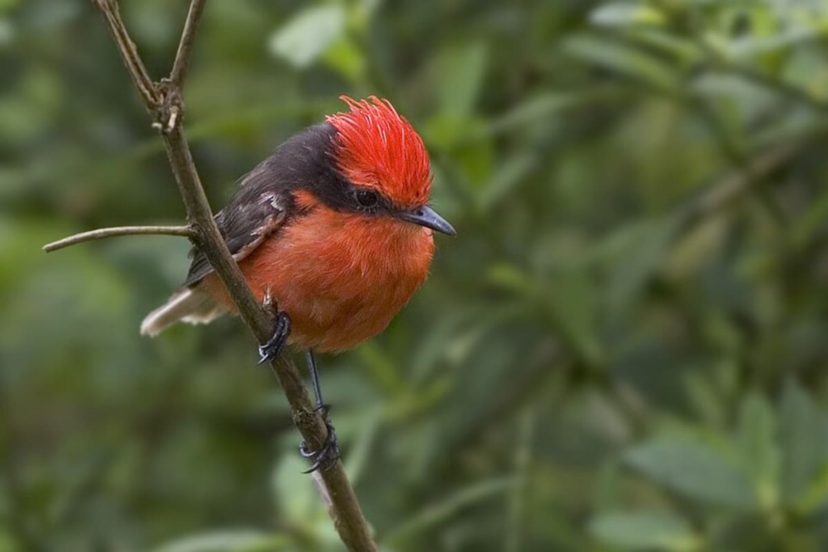 Tres aves que estuvieron al borde de desaparecer vuelven a ocupar sus territorios en Sudamérica gracias a comunidades que protegen nidos, restauran bosques y combaten especies invasoras