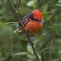 Tres aves que estuvieron al borde de desaparecer vuelven a ocupar sus territorios en Sudamérica gracias a comunidades que protegen nidos, restauran bosques y combaten especies invasoras