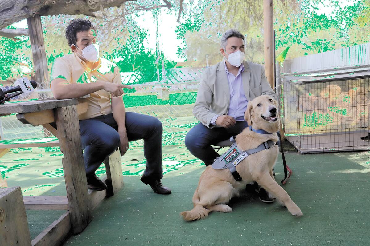 Perros ayudan al hombre: Aprenden a detectar Covid-19
