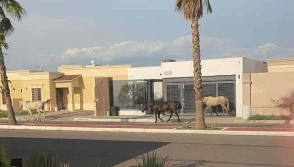 Un caballo perdió la vida tras ser arrollado en el cruce de las calles Quintana Roo y Bordo Nuevo, lo que llevó a Protección Civil a exigir a los dueños de ganado que mantengan a sus animales bajo resguardo.