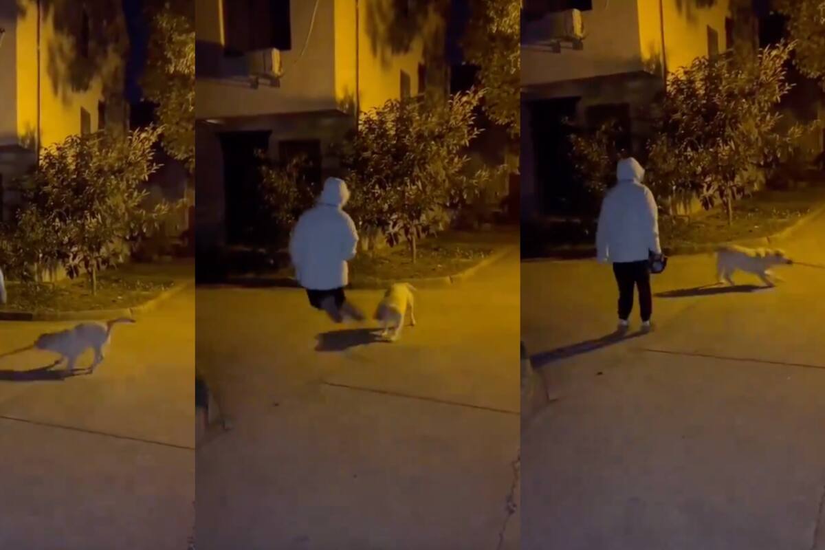 VÍDEO: perrito enamora a todos en redes sociales al idear un divertido juego con su dueña