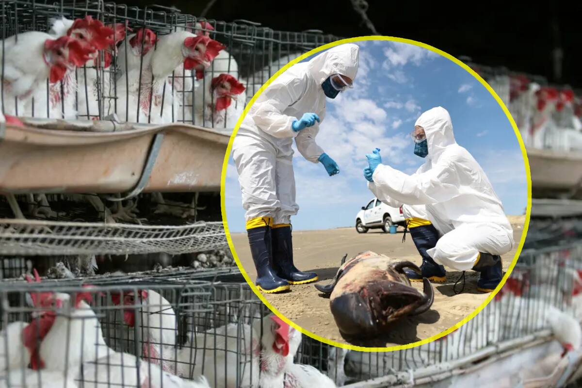 Crece el temor a que los humanos contraigan la gripe aviar a medida que el virus se propaga a los mamíferos