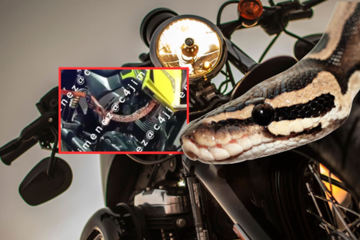 Polizón escamoso: Comprador de moto usada en el Estado de México encuentra una serpiente viva dentro del motor