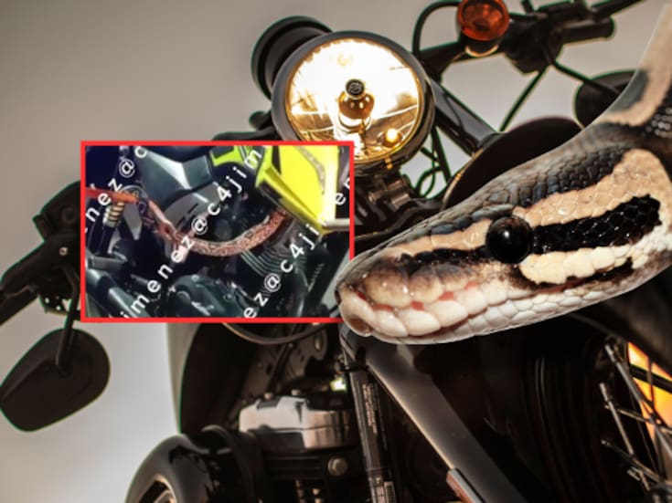 Polizón escamoso: Comprador de moto usada en el Estado de México encuentra una serpiente viva dentro del motor