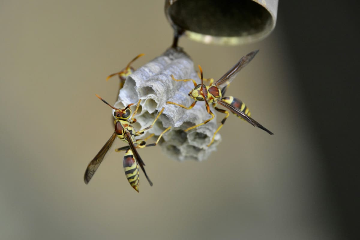 Picadura de avispa: qué ocurre en el cuerpo y cómo actuar paso a paso
