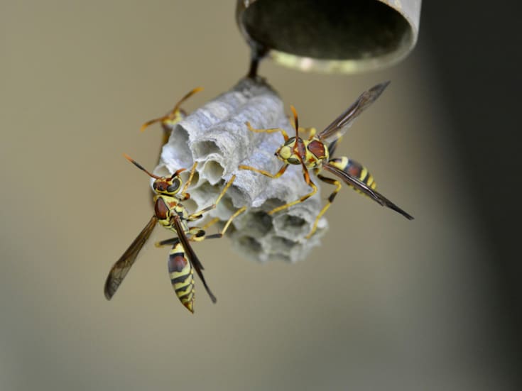 Picadura de avispa: qué ocurre en el cuerpo y cómo actuar paso a paso