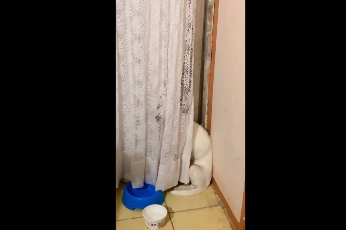 VIRAL TIKTOK: Perrito se esconde de sus dueños porque se orino en la cama