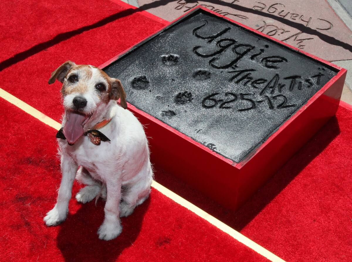 Uggie: El Jack Russell Terrier que deslumbró en The Artist, ganándose el Palm Dog en Cannes. | HOLLYWOOD, CA - JUNE 25: Uggie, the dog from "The Artist", is immortalized with a hand and paw print ceremony at Grauman's Chinese Theatre on June 25, 2012 in Hollywood, California. (Photo by David Livingston/Getty Images)
